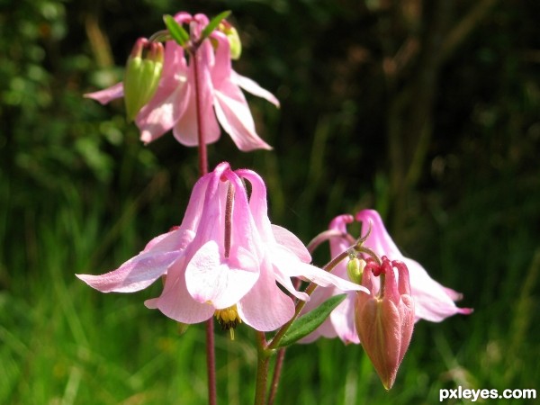 Aquilegia